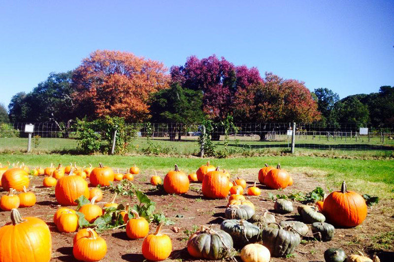 Taylor Bray Farm